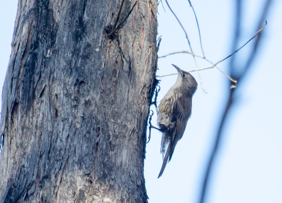 White-throated Treecreeper - ML144596381