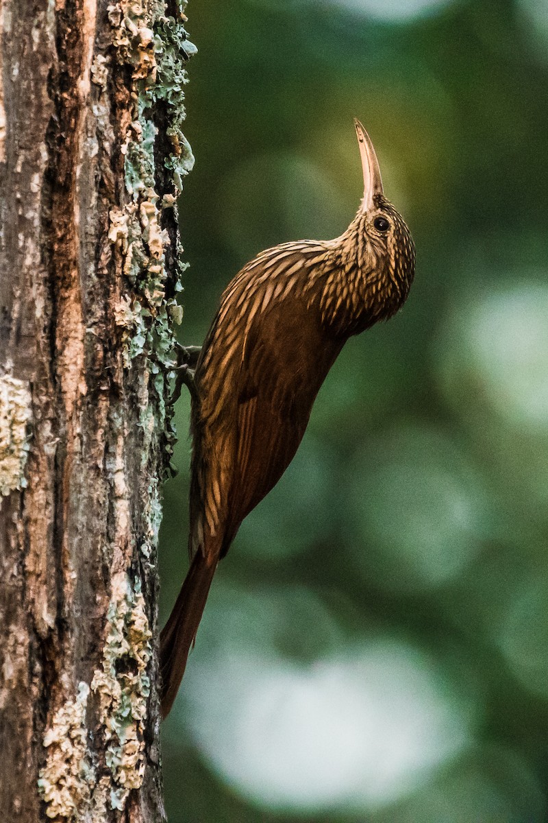 Streak-headed Woodcreeper - ML144598181