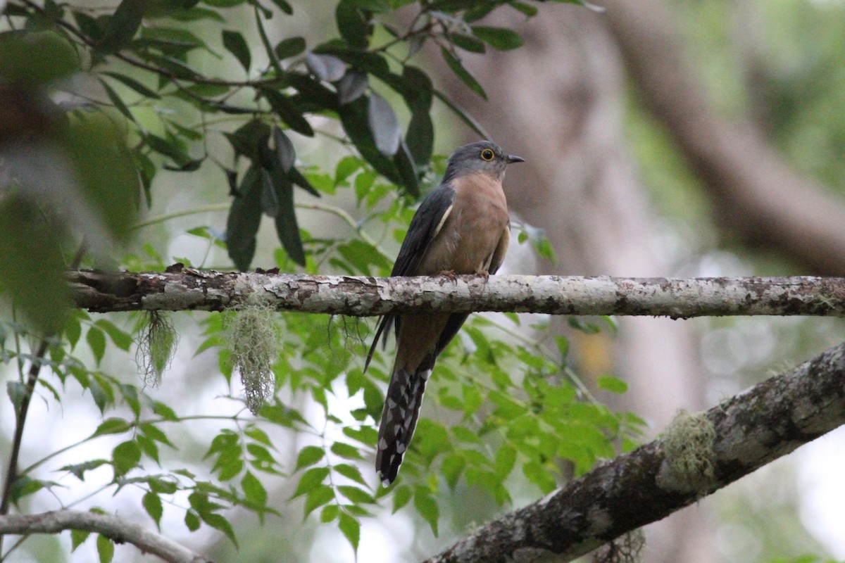 Fan-tailed Cuckoo - Robert Hamilton