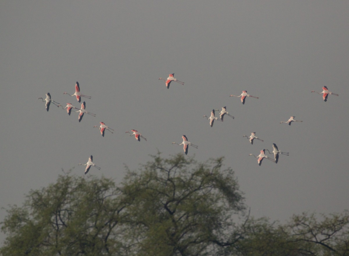 Greater Flamingo - ML144599321