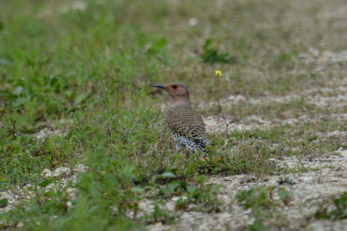 Northern Flicker (Yellow-shafted) - ML144600031