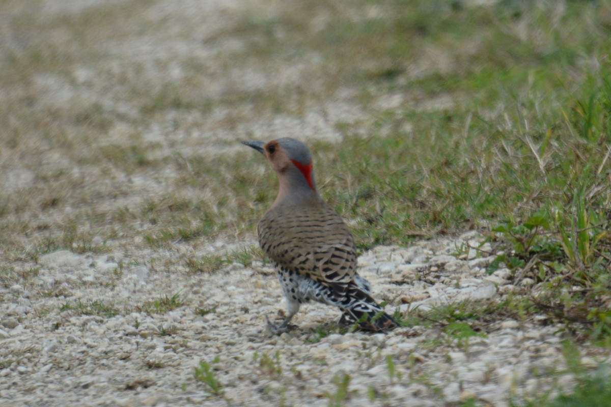 Northern Flicker (Yellow-shafted) - ML144600041