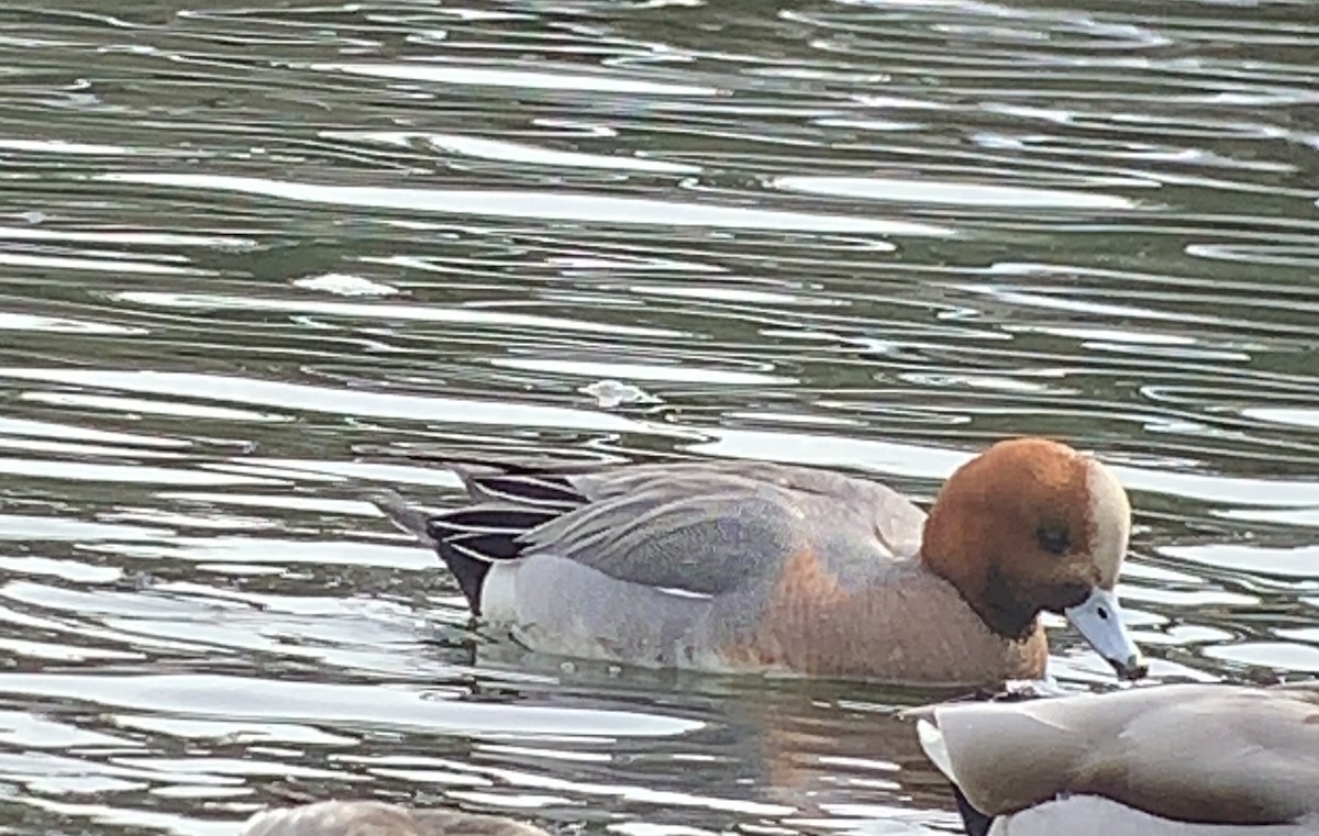 Eurasian Wigeon - ML144600251