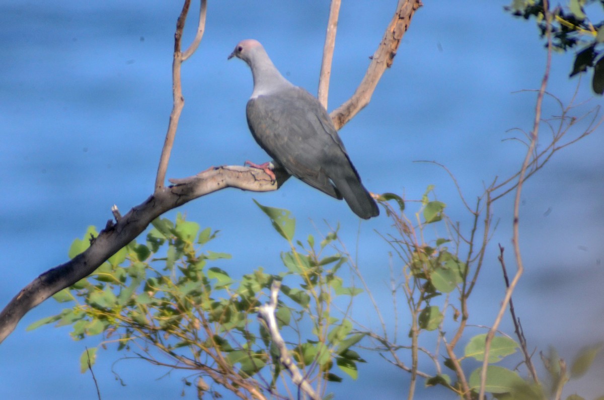 Pink-headed Imperial-Pigeon - Jafet Potenzo Lopes