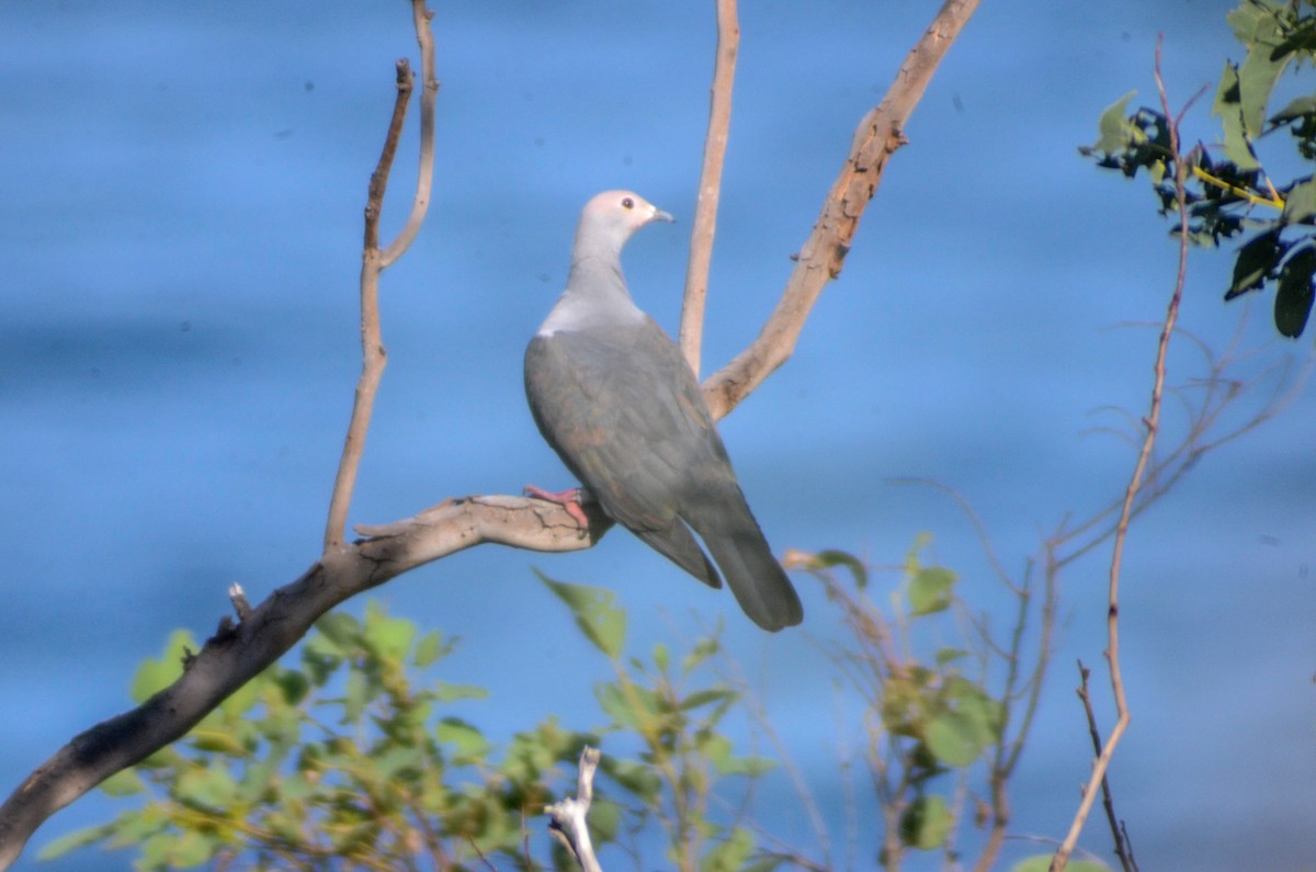 Pink-headed Imperial-Pigeon - ML144601431