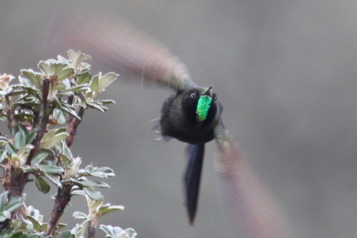 kolibřík modropláštíkový - ML144601641