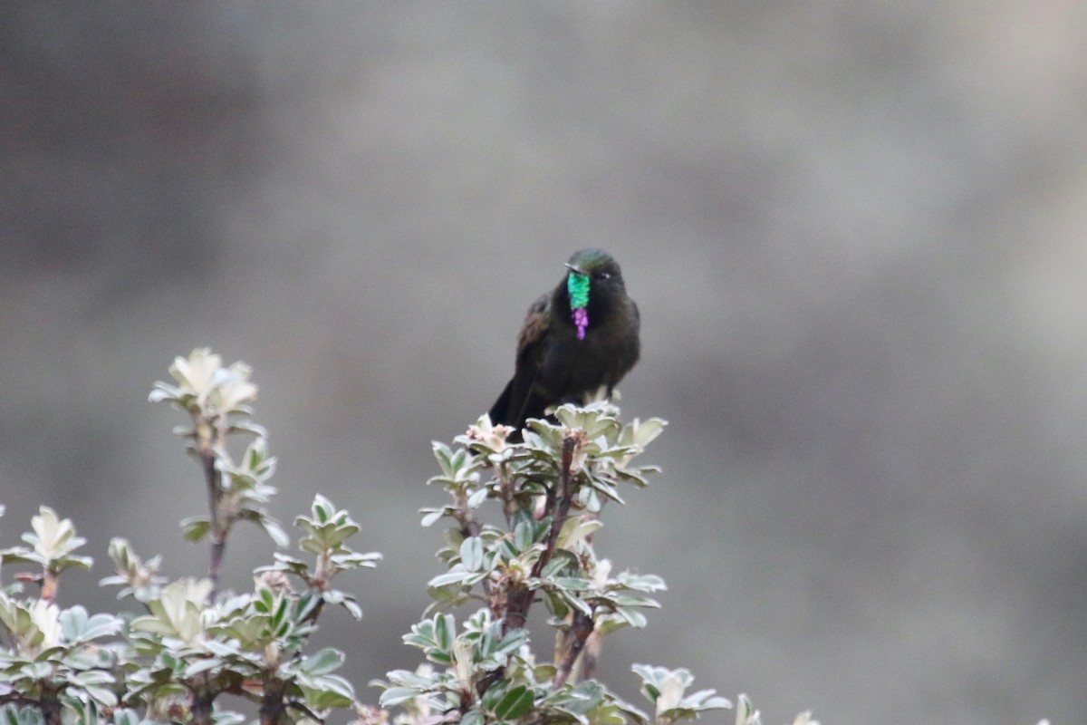 kolibřík modropláštíkový - ML144601651