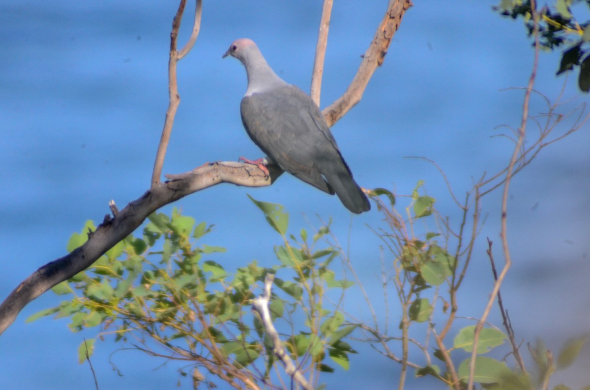 Pink-headed Imperial-Pigeon - Jafet Potenzo Lopes