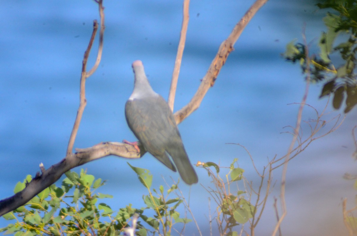 Pink-headed Imperial-Pigeon - ML144601761