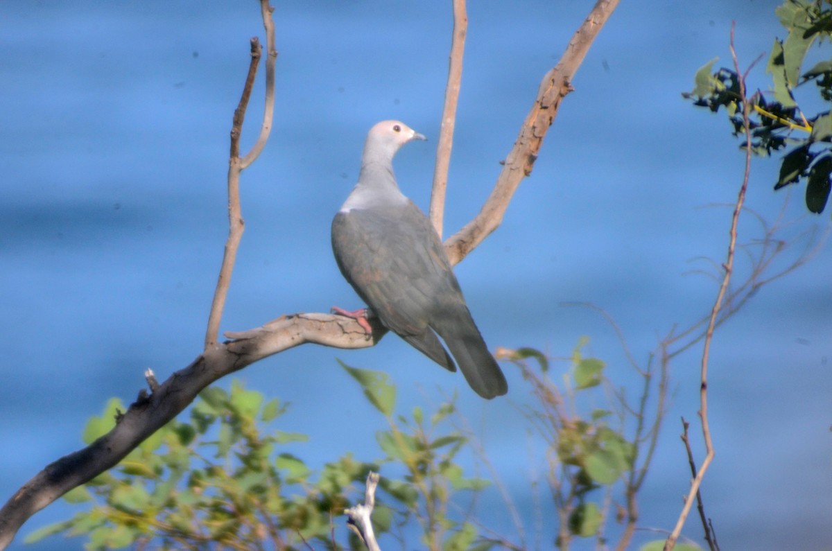 Pink-headed Imperial-Pigeon - ML144601781