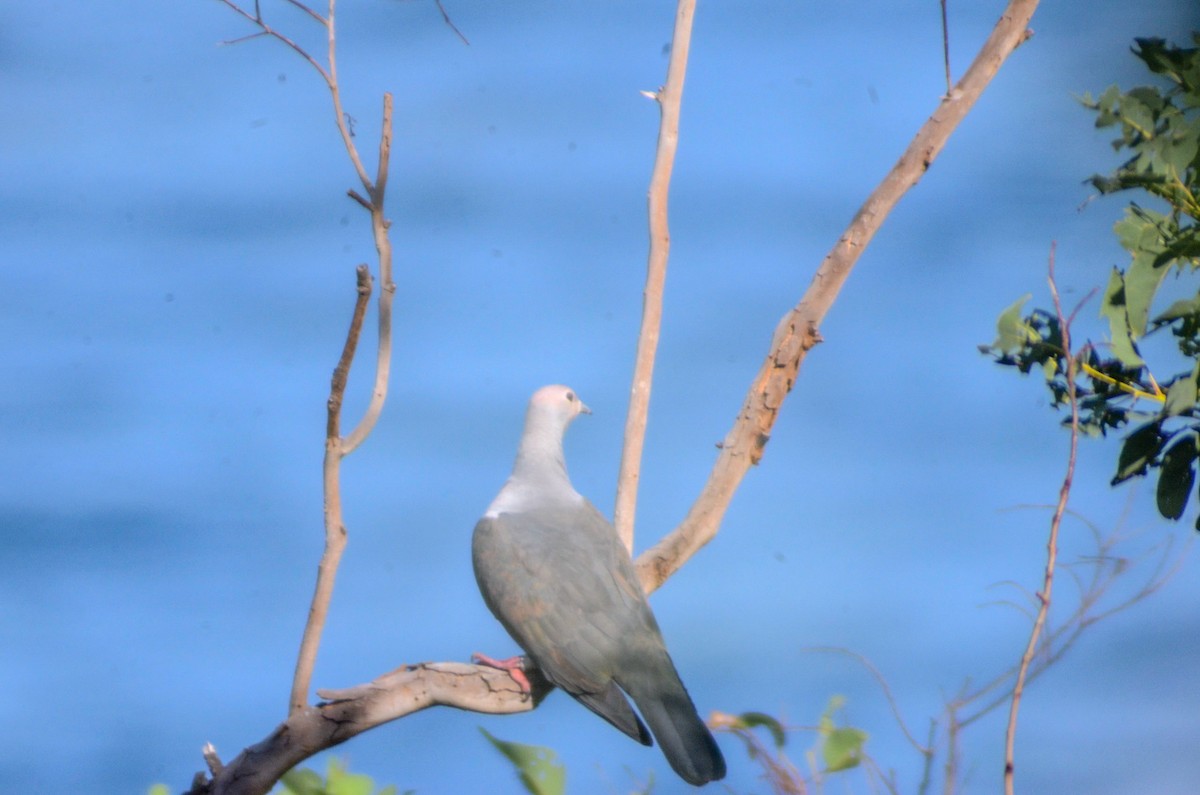 Pink-headed Imperial-Pigeon - ML144601881