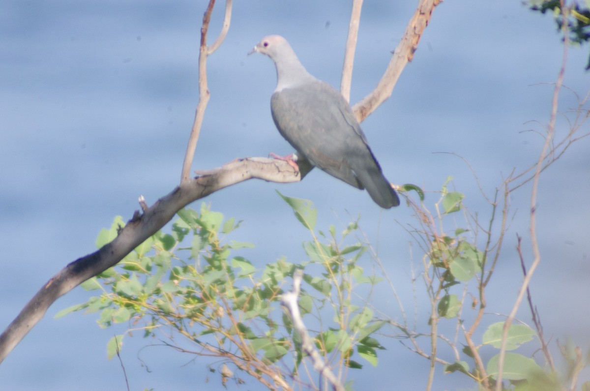 Pink-headed Imperial-Pigeon - Jafet Potenzo Lopes