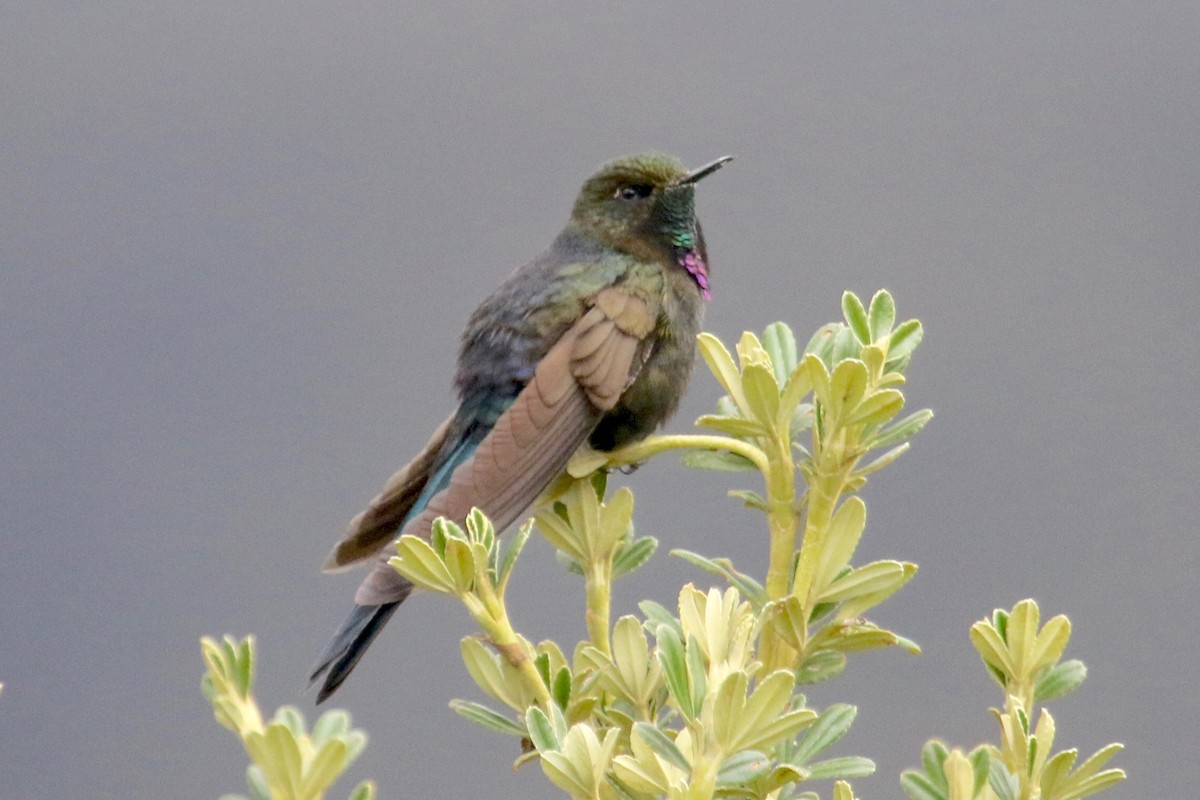 kolibřík modropláštíkový - ML144602221