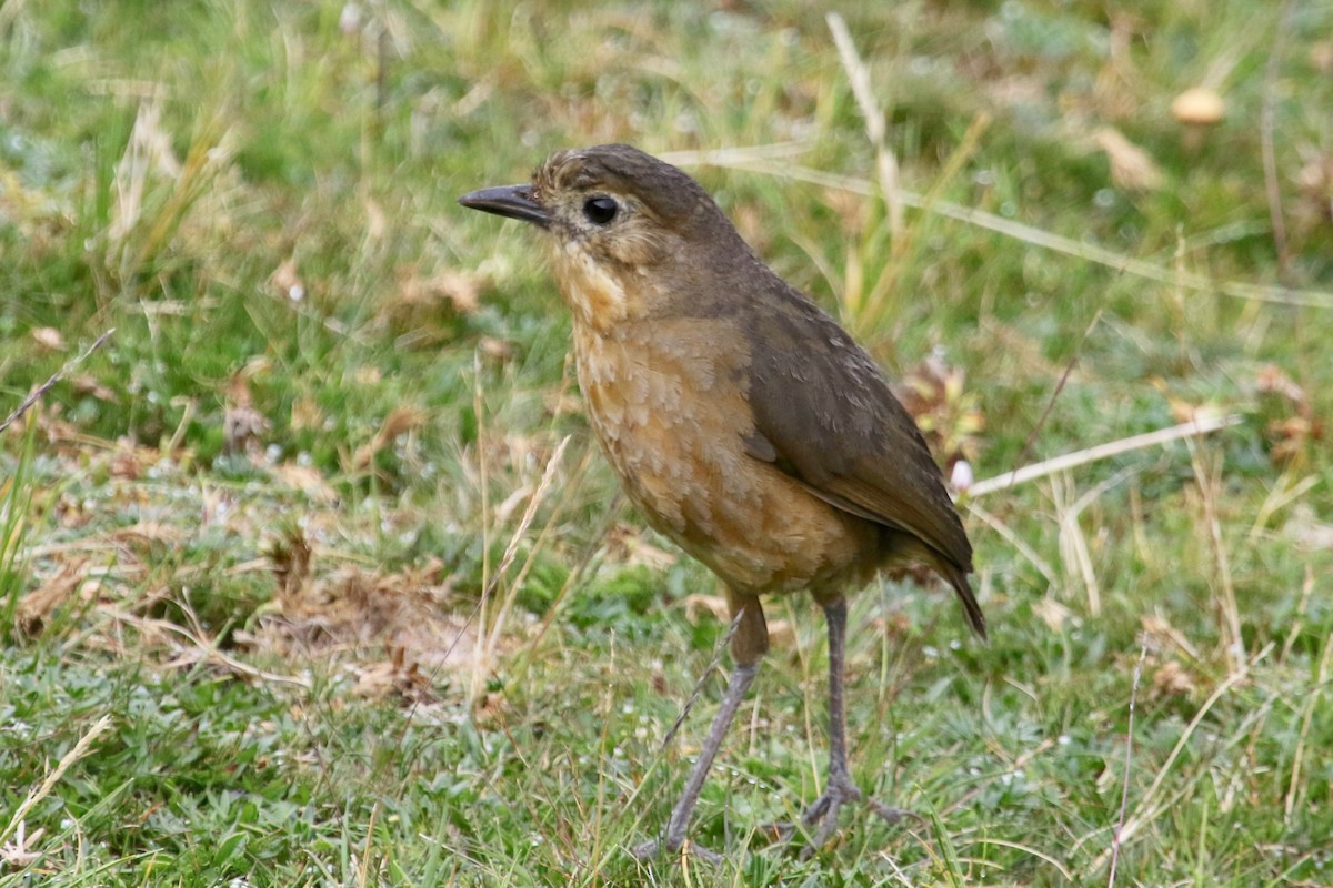 Tawny Antpitta - ML144602311