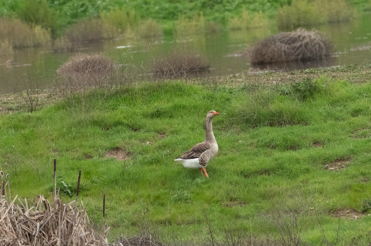 Graylag Goose (Domestic type) - ML144602521