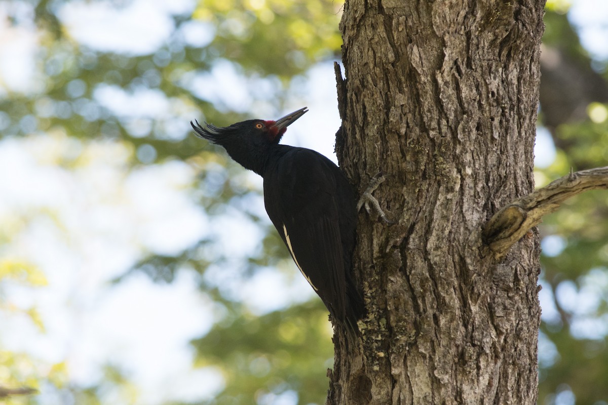 Magellanic Woodpecker - Nige Hartley