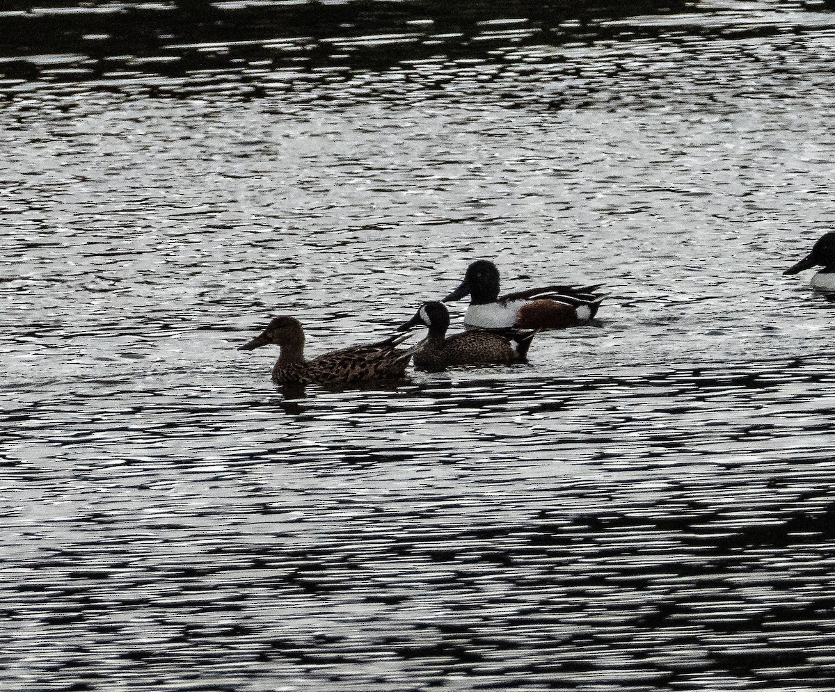 Blue-winged Teal - Ross Henderson-McBean