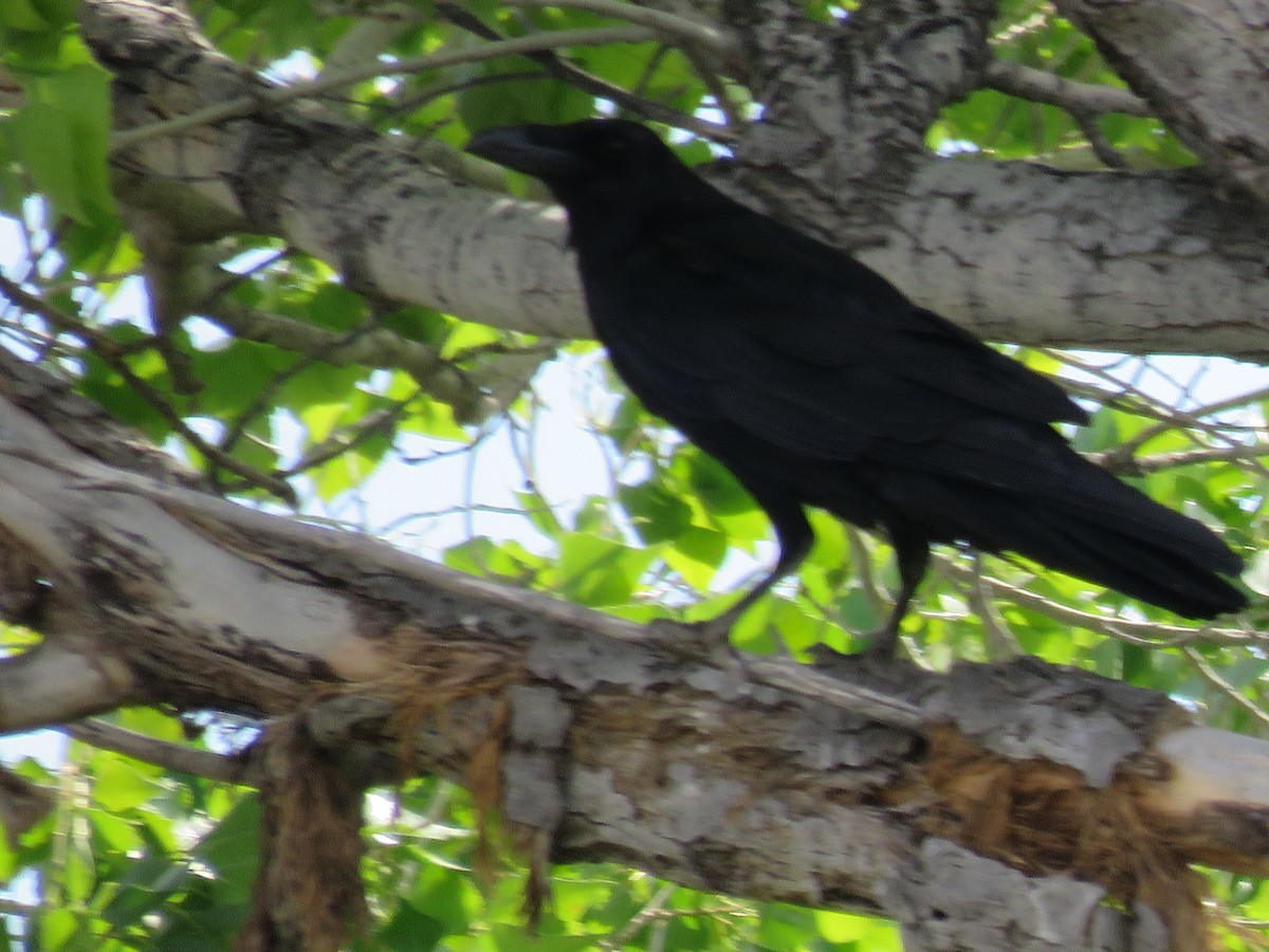 Common Raven - ML144603261