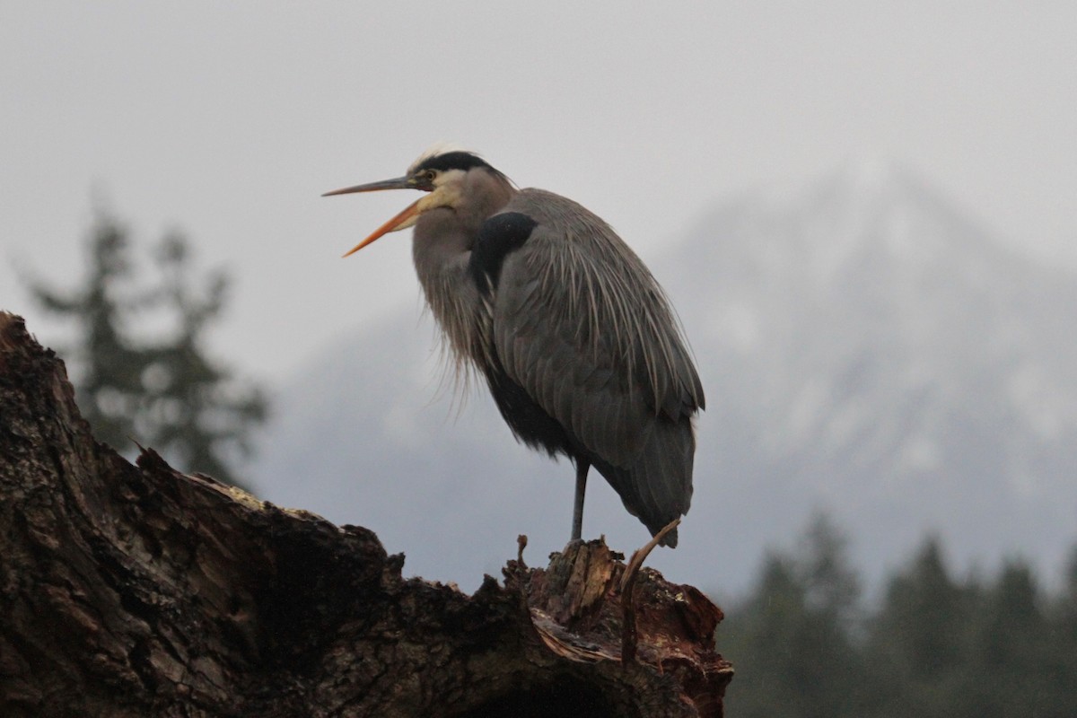 Great Blue Heron - Daniel Tinoco