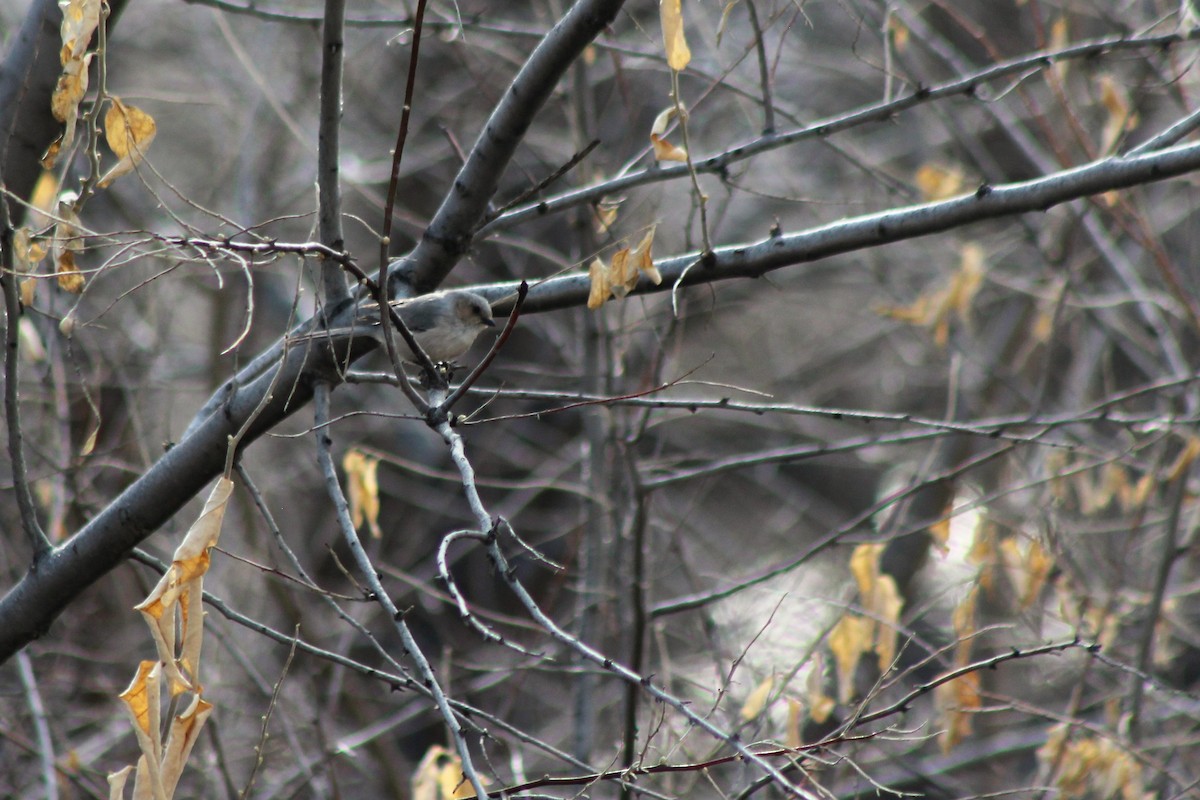 Bushtit - ML144603711