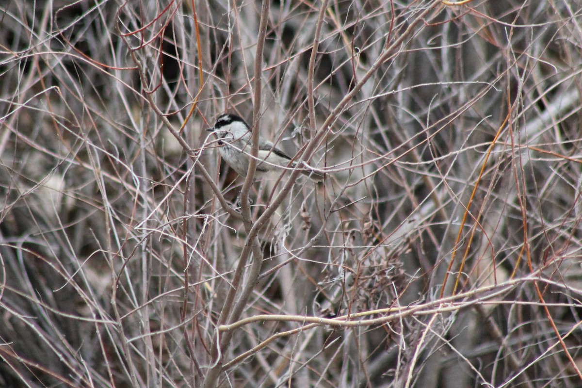 Mountain Chickadee - David Lerwill