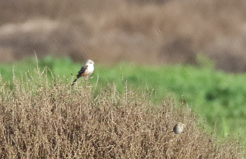 Scissor-tailed Flycatcher - ML144605111