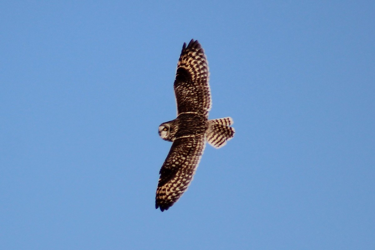 Short-eared Owl - Laura Labbe