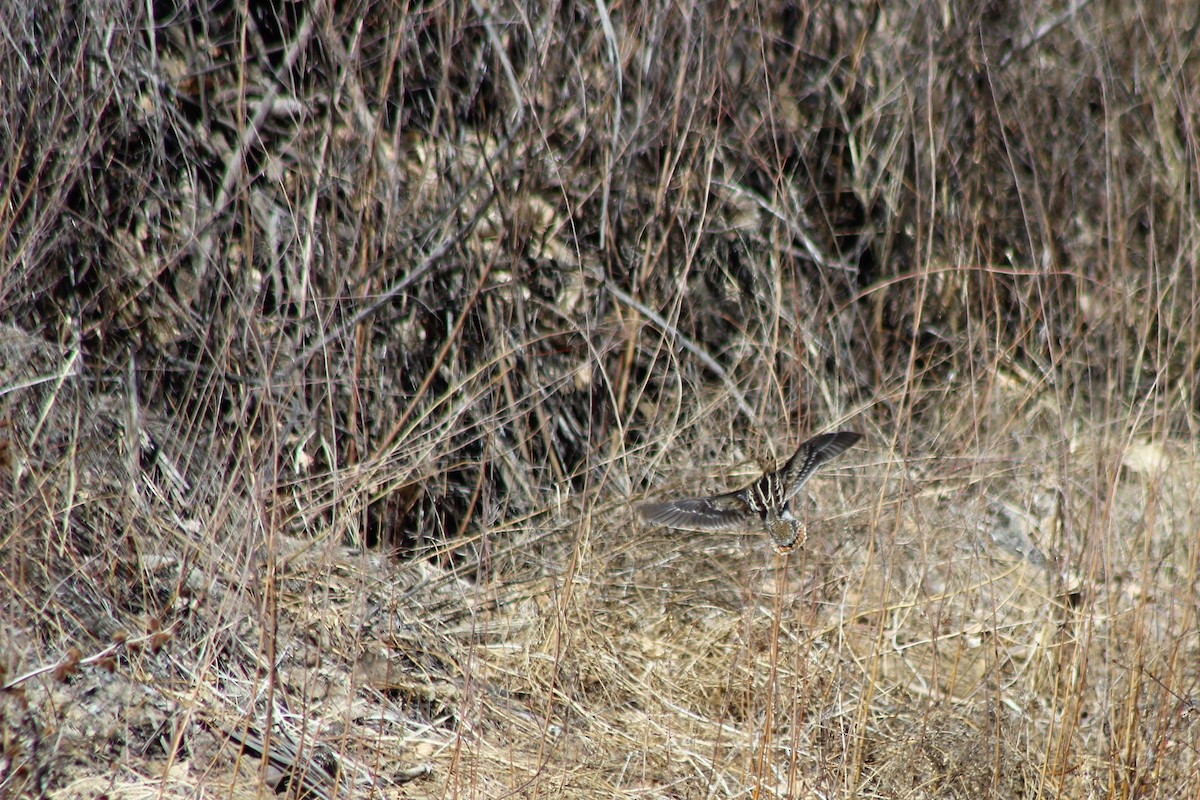 Wilson's Snipe - David Lerwill