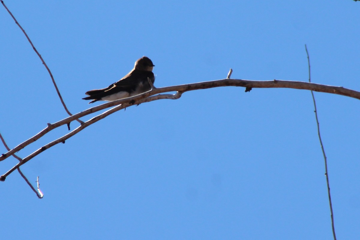 Northern Rough-winged Swallow - ML144605951