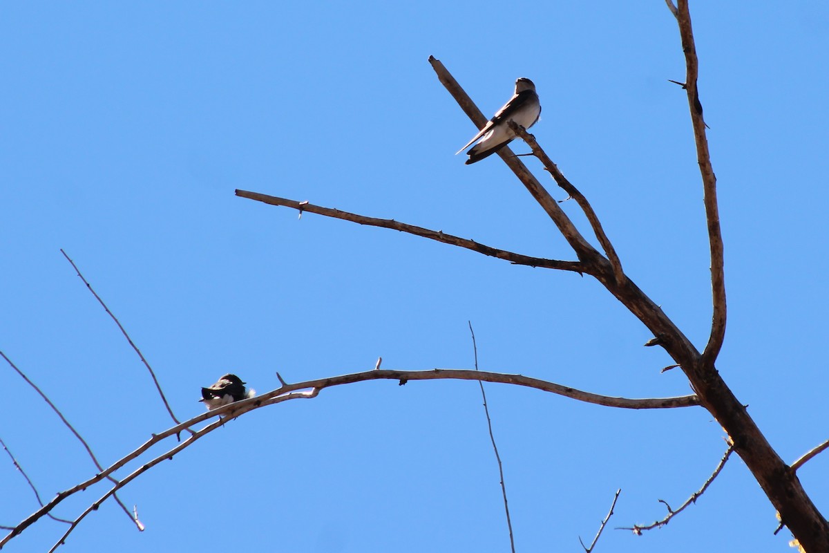 Northern Rough-winged Swallow - ML144605971