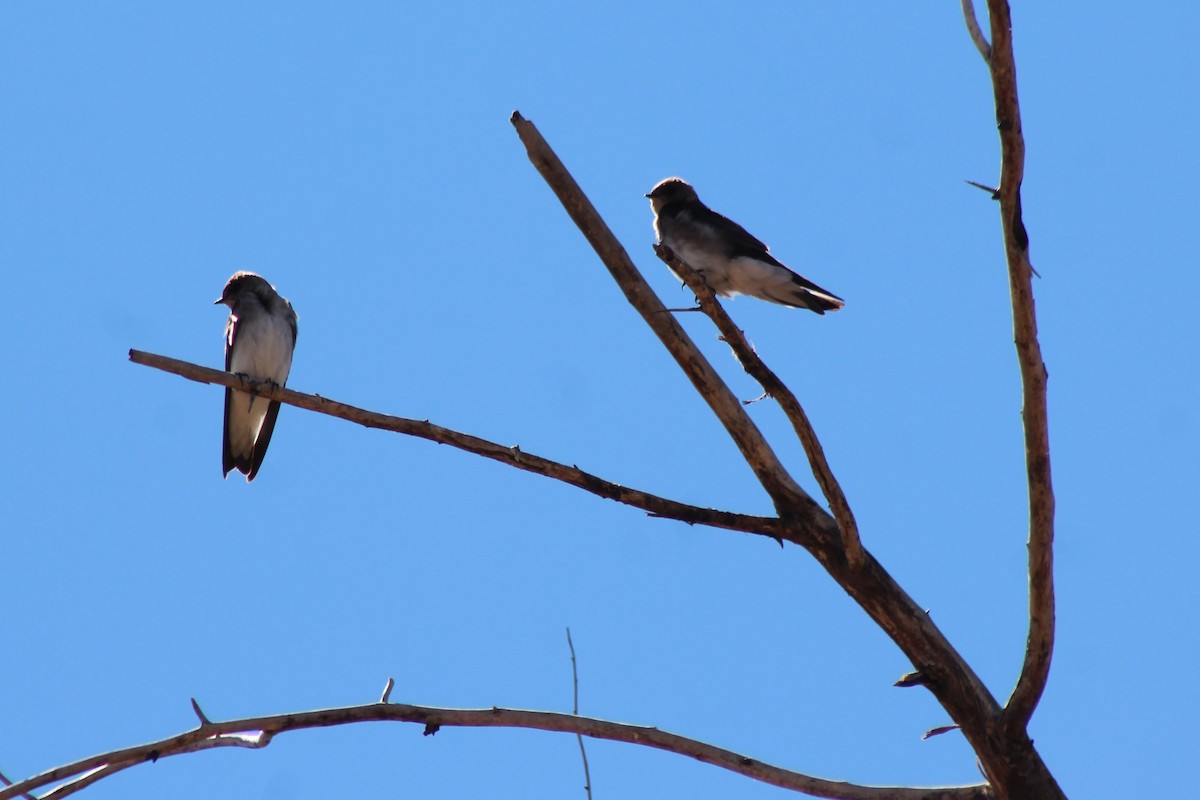 Northern Rough-winged Swallow - ML144605991