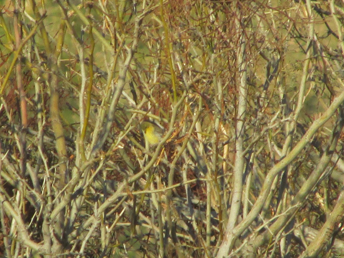 Lesser Goldfinch - ML144612531