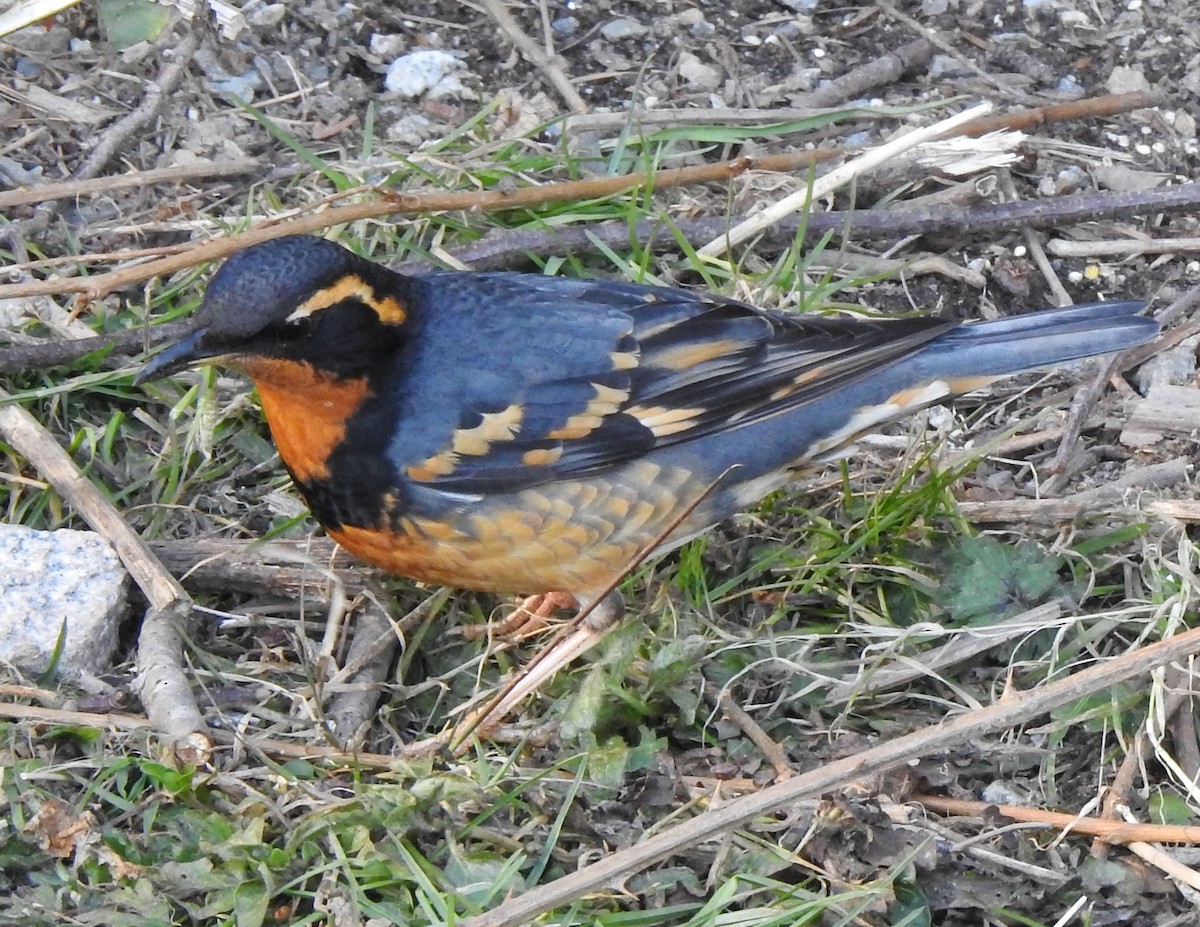 Varied Thrush - ML144612721