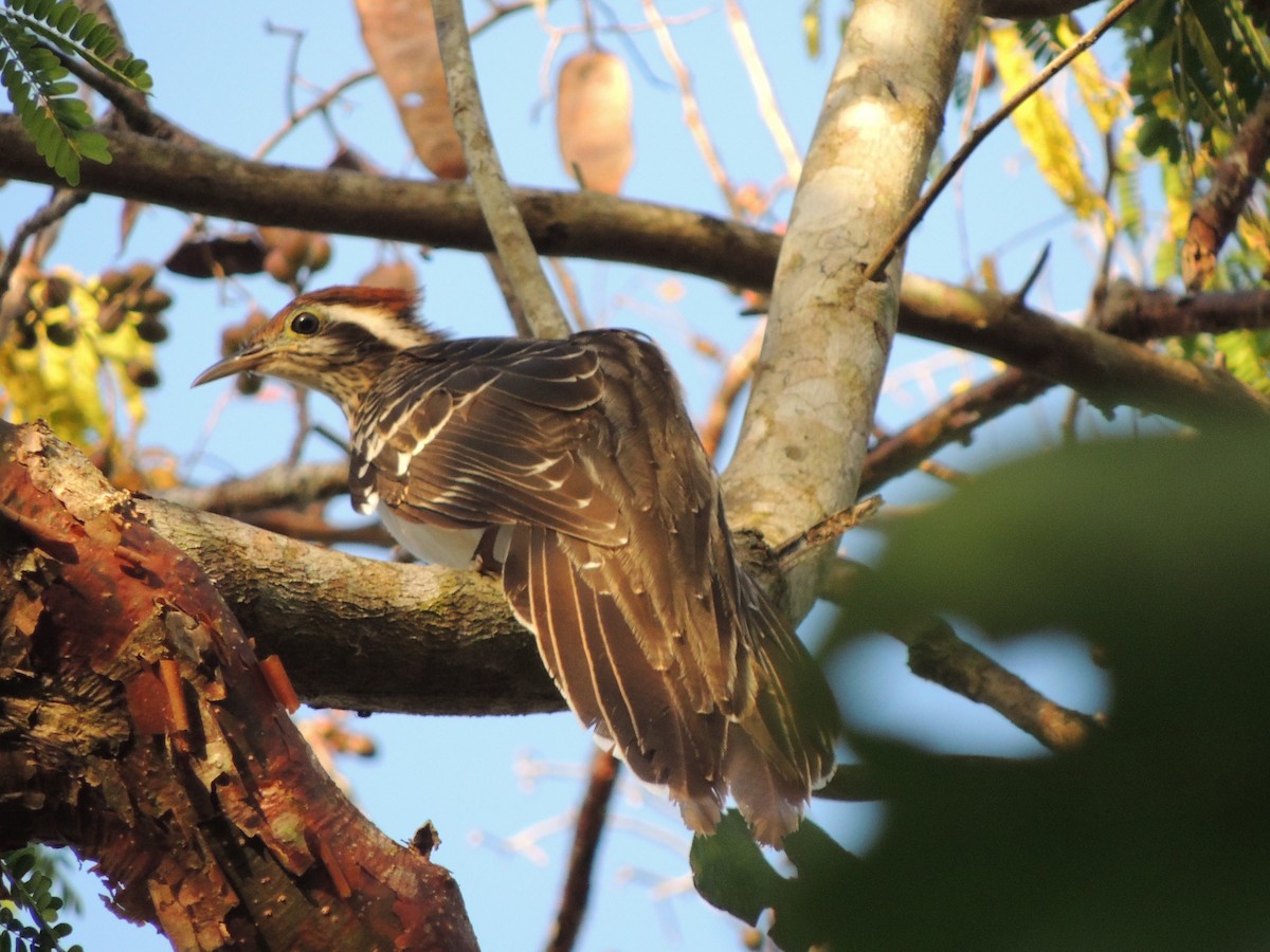 Pheasant Cuckoo - ML144613061