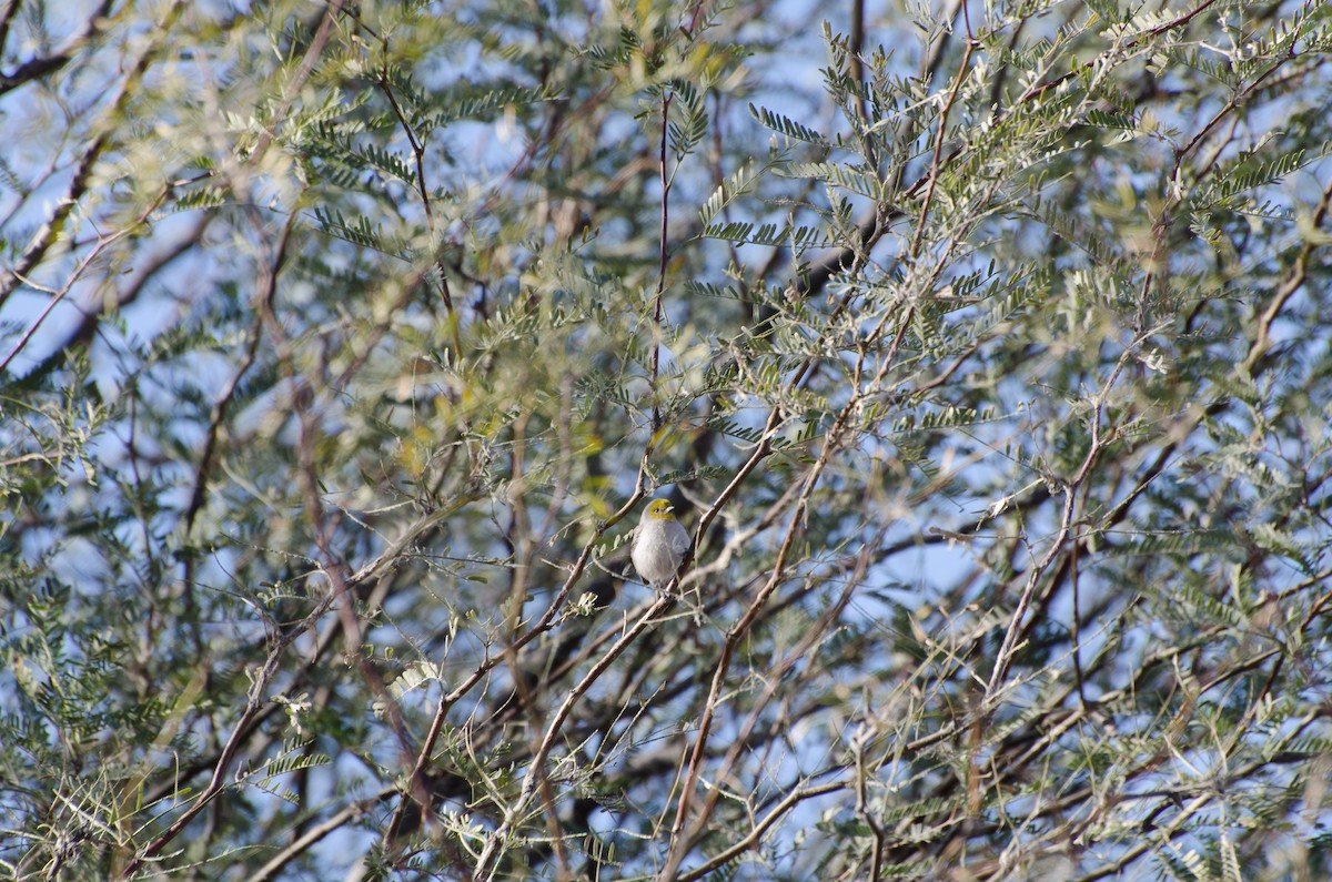 Pájaro Moscón Baloncito - ML144615231