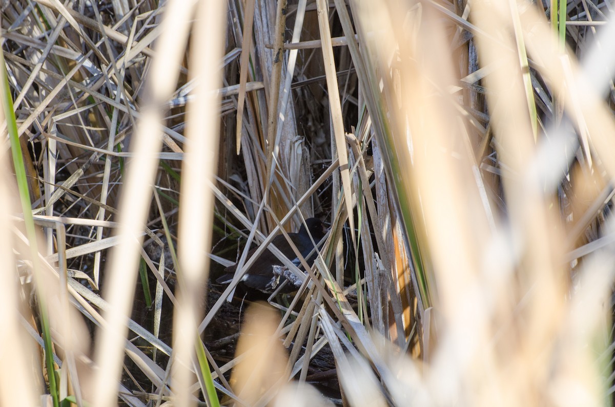 Common Gallinule - ML144615291