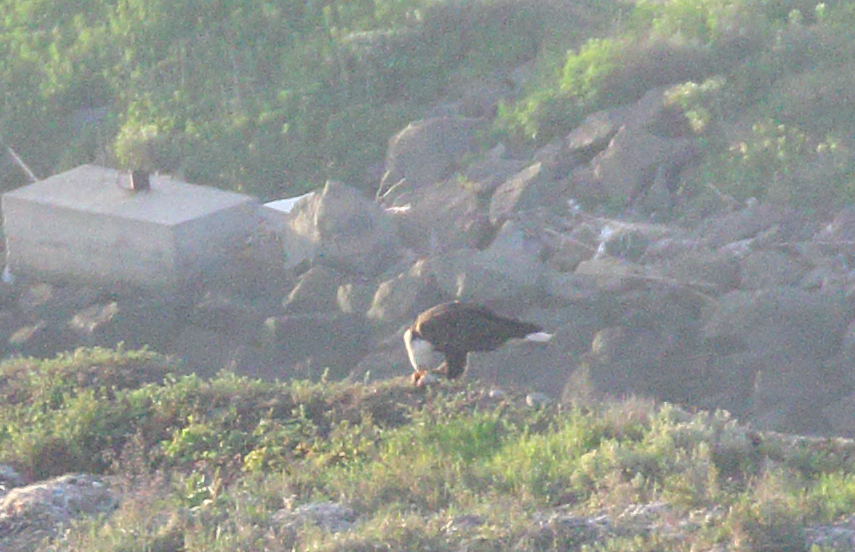 Bald Eagle - ML144615761