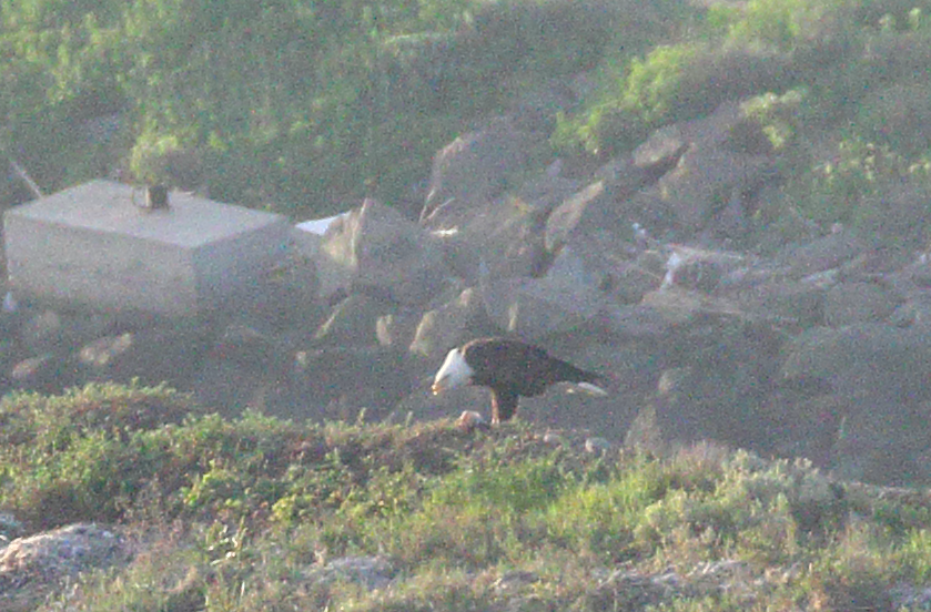 Bald Eagle - ML144615771