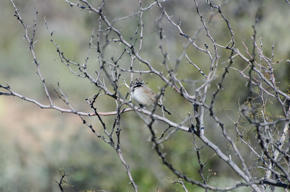 Black-throated Sparrow - ML144615801