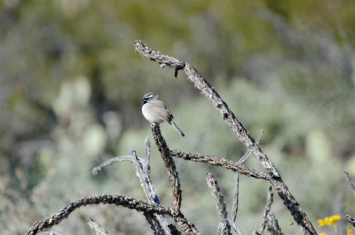 Black-throated Sparrow - Janina Glovatchi