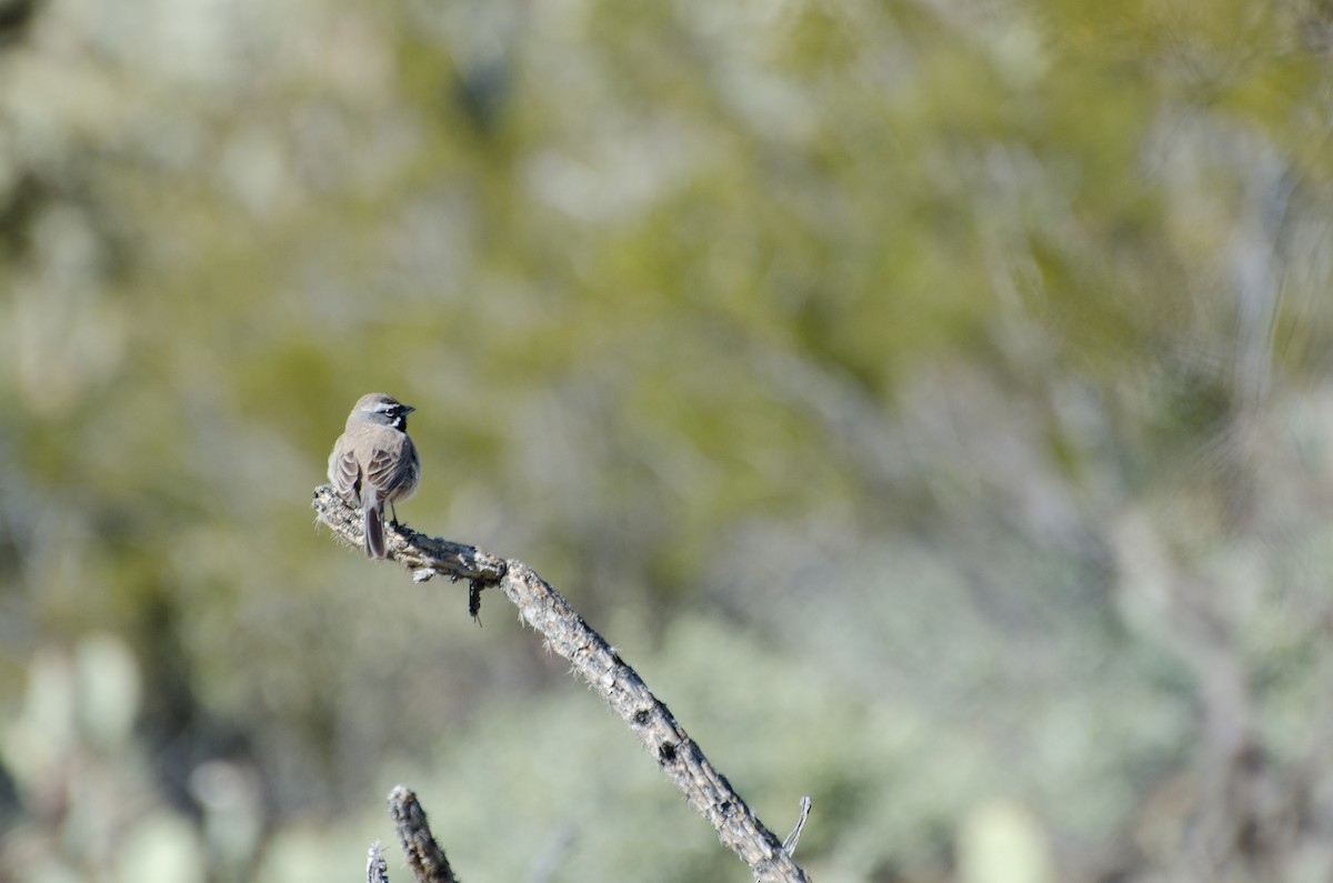 Black-throated Sparrow - Janina Glovatchi
