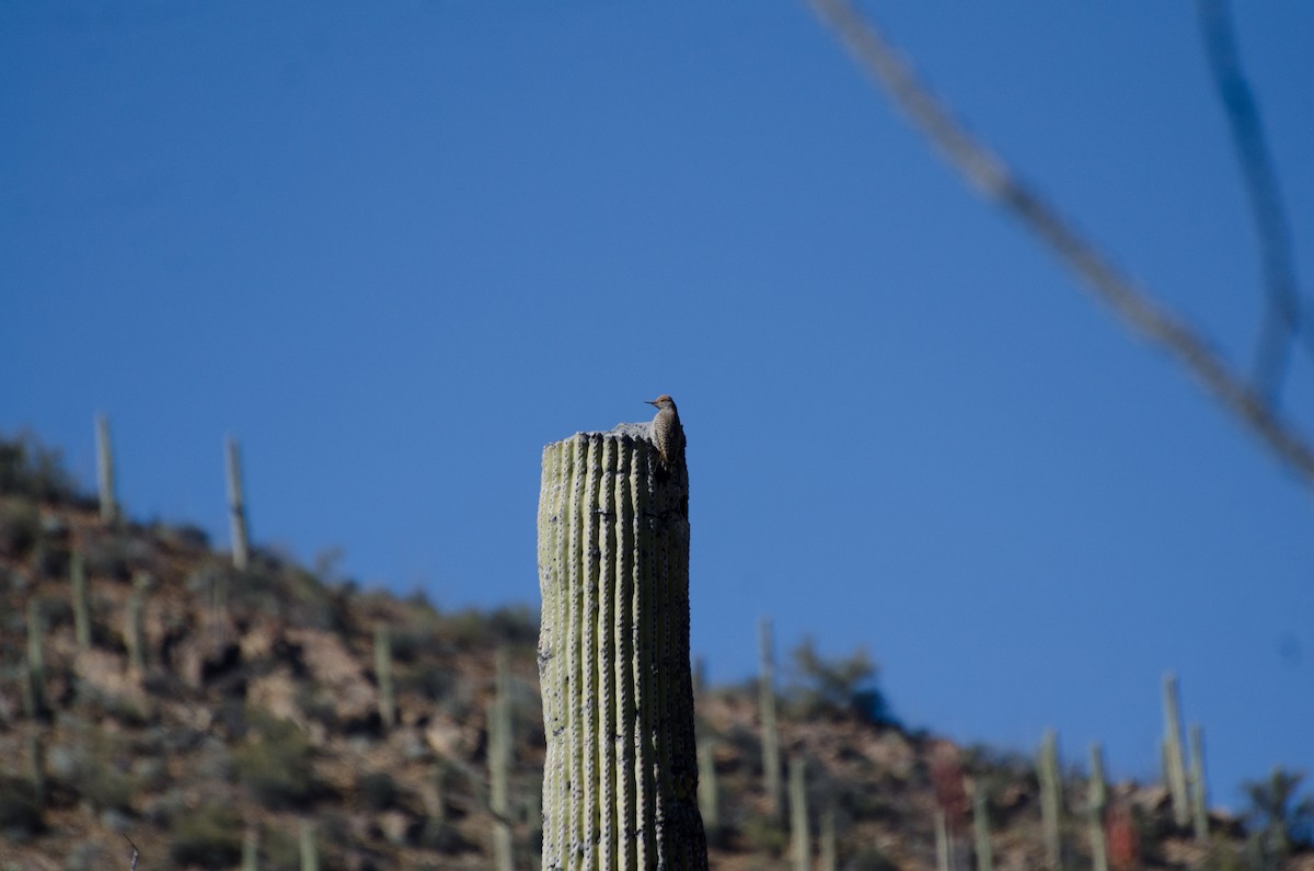 Gilded Flicker - ML144616181