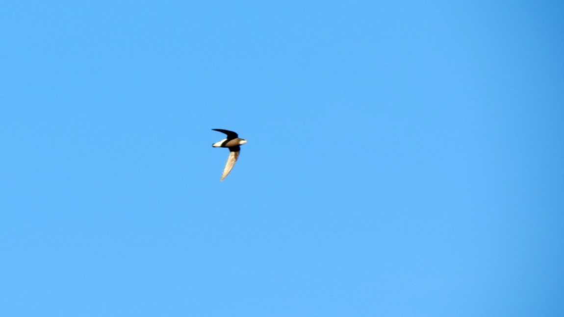 White-throated Needletail - ML144620971