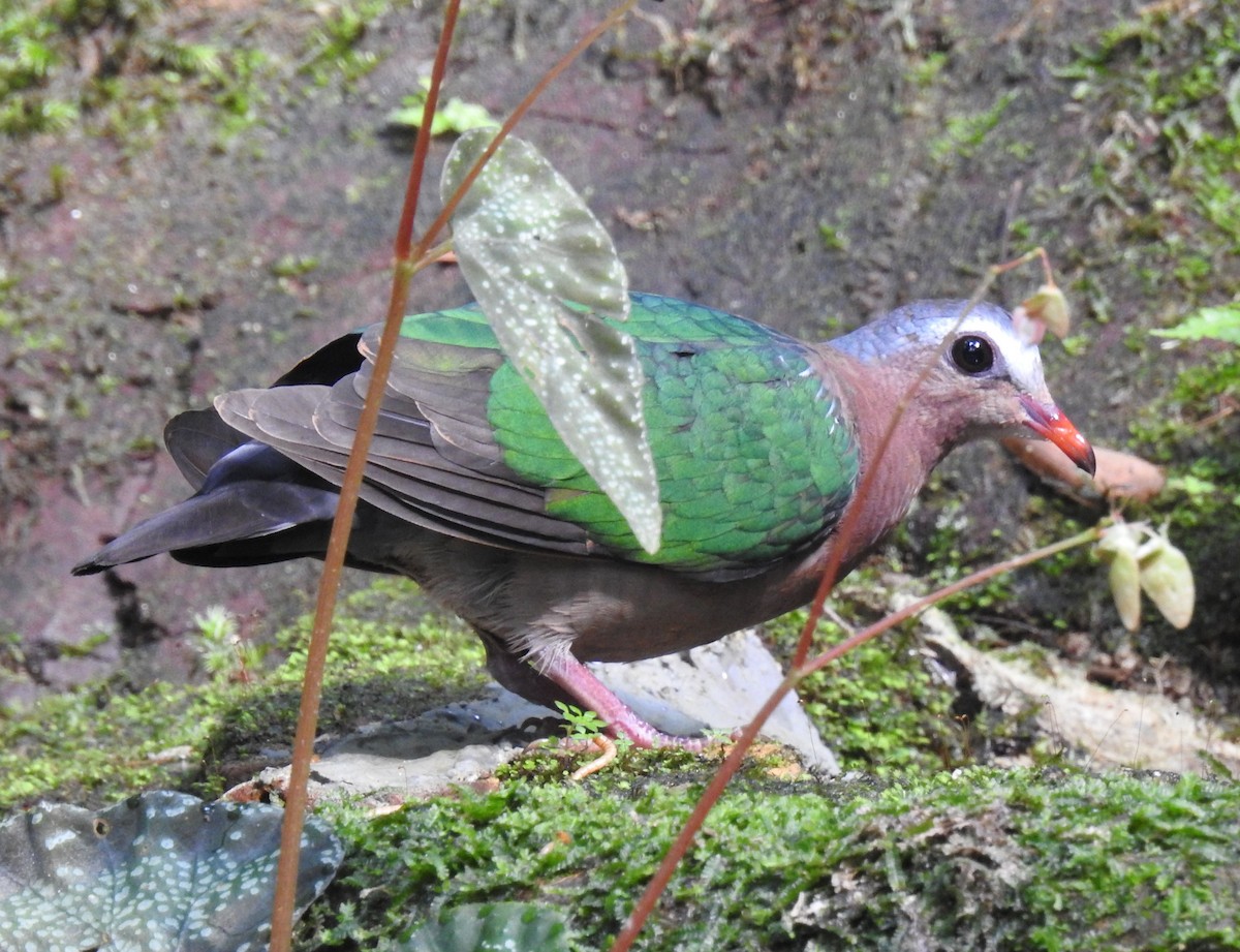 holub zelenokřídlý - ML144621361