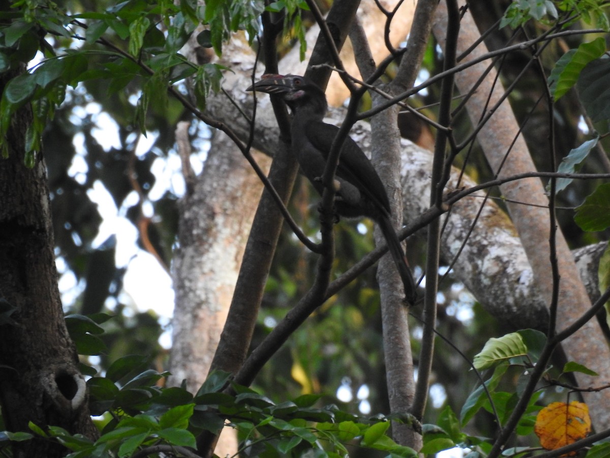 Luzon Hornbill - Aparajita Datta