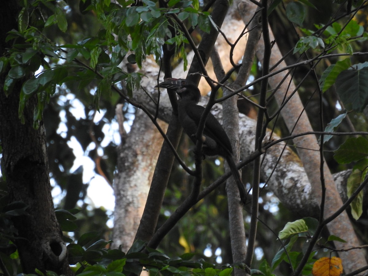 Luzon Hornbill - Aparajita Datta