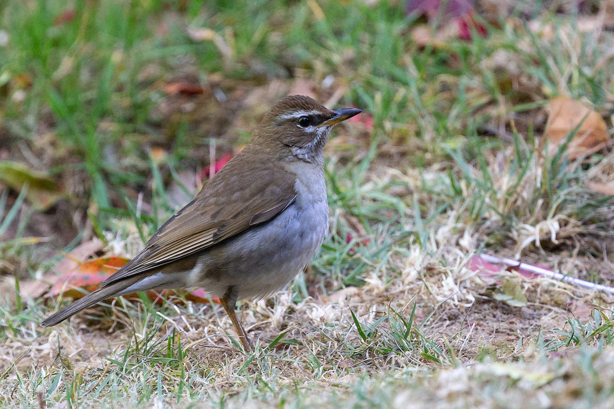 Gray-sided Thrush - Robert Tizard