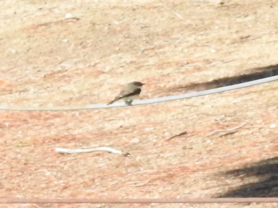 Eastern Phoebe - ML144624021