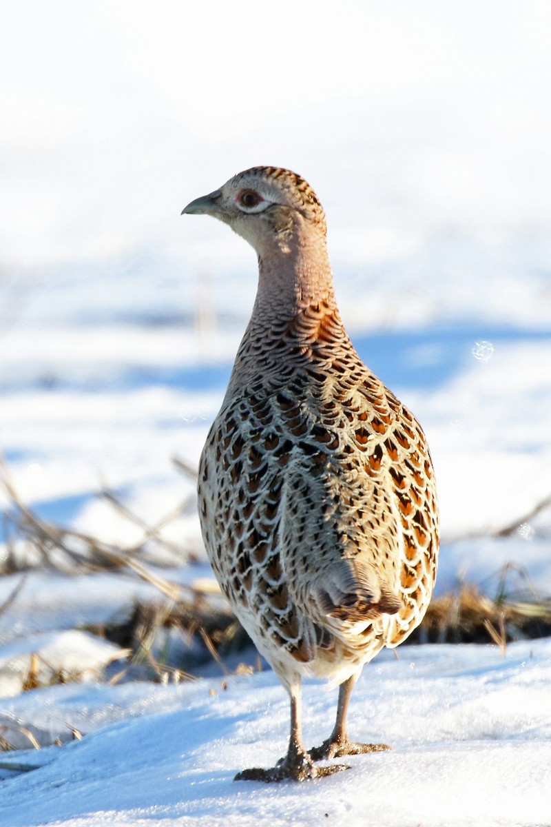 Ring-necked Pheasant - ML144624051