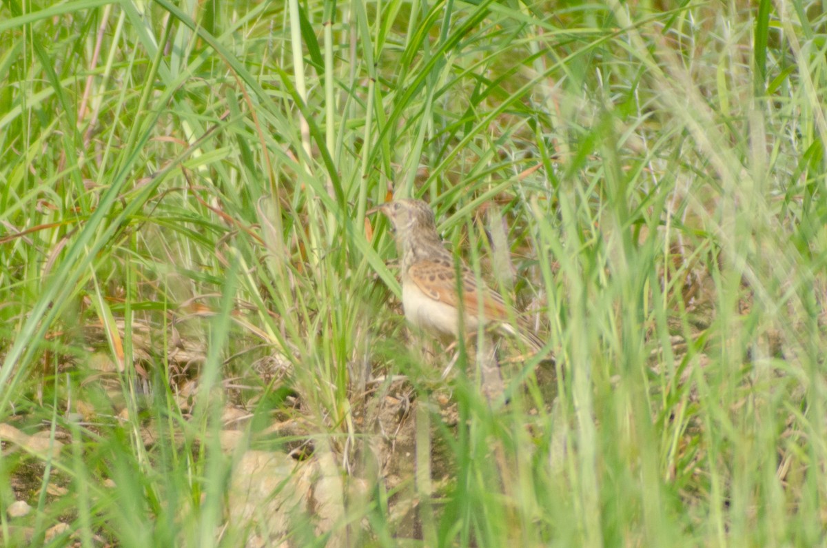 Singing Bushlark (Australasian) - Jafet Potenzo Lopes